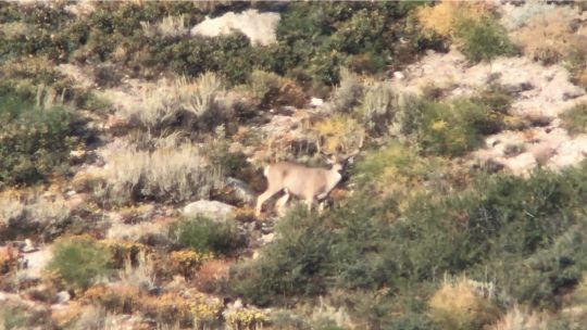 Tyler took a number of photos of his trophy deer through the spotting scope. It is clear this buck had both spread and mass. This is about as big as the Inyo mule deer gets.